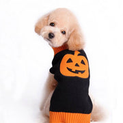 Small dog wearing a black and orange knitted pumpkin sweater for Halloween with a jack-o-lantern design